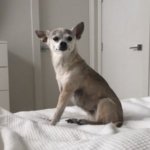 Meet your Posher, Gigi